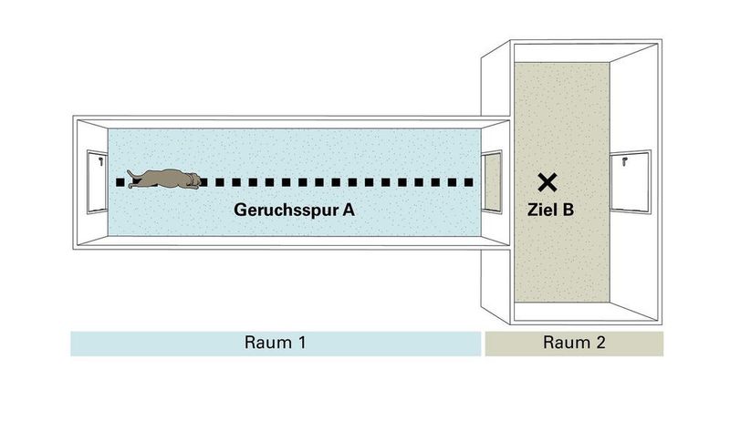 Im Versuch sollten die Hunde der Duftspur eines Spielzeugs folgen, das sie gerne apportierten. Am Ziel fand ein Teil der Hunde jedoch ein anderes Spielzeug vor, worauf die meisten Tiere überrascht reagierten.  (© Journal of Comparative Psychologie)