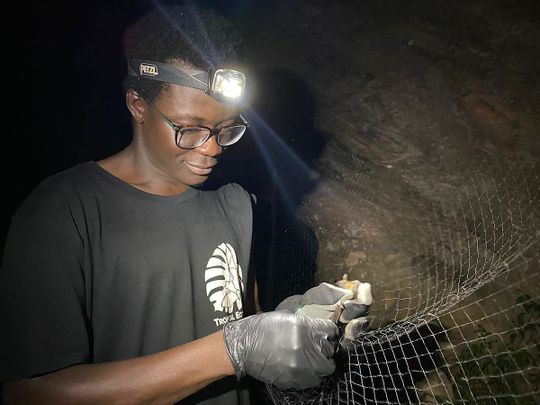 Promovendus Bismark Opoku onderzoekt een vleermuis in een grot(Bild:  Prof. Marco Tschapka/Universiteit van Ulm)