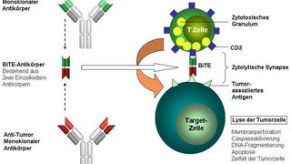 Schematische Darstellung der Wirkungsweise von BiTe Antikörpern  (Bild: Micromet)