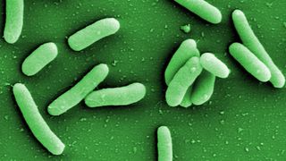 Bakterien der Art Pseudomonas aeruginosa sind äußerst widerstandsfähig und kommen fast überall vor.  (© HZI/Manfred Rohde)