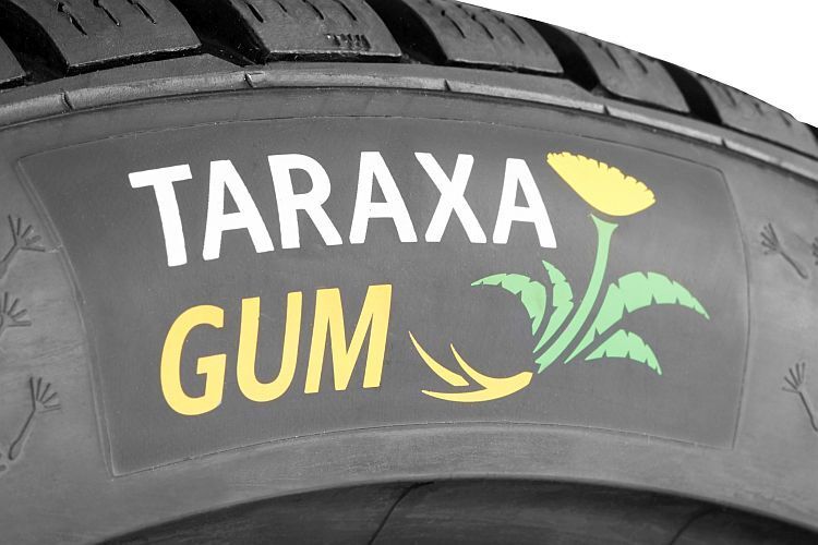 Conti hat sich für seinen Löwenzahngummi bereits den Markennamen Taraxagum schützen lassen. (Continental)