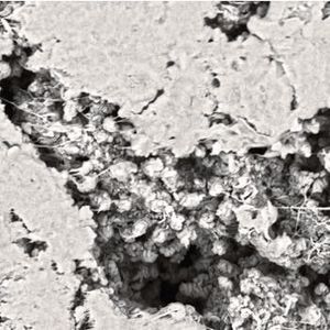 Bild 2: REM-Aufnahme der PTFE-Membran: ein gepresster Wollknäuel mit unterschiedlich großen Öffnungen. (Bild:  Konzelmann)