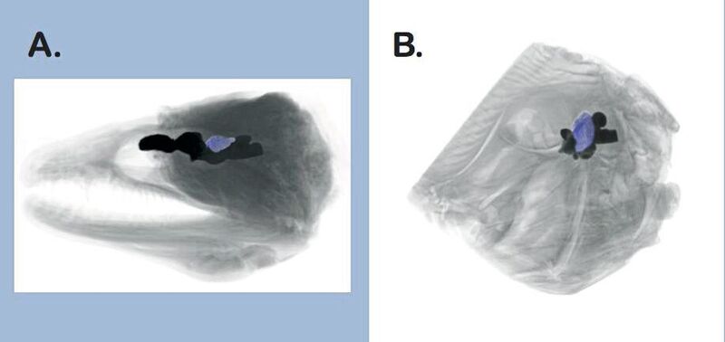 Bilder einzelner Scans von Fischgehirnen (blau = Region, die für Verarbeitung visueller Reize zuständig ist) 
A. Muräne, B. Fasanbutt (aus Iglesias et al. 2018)
