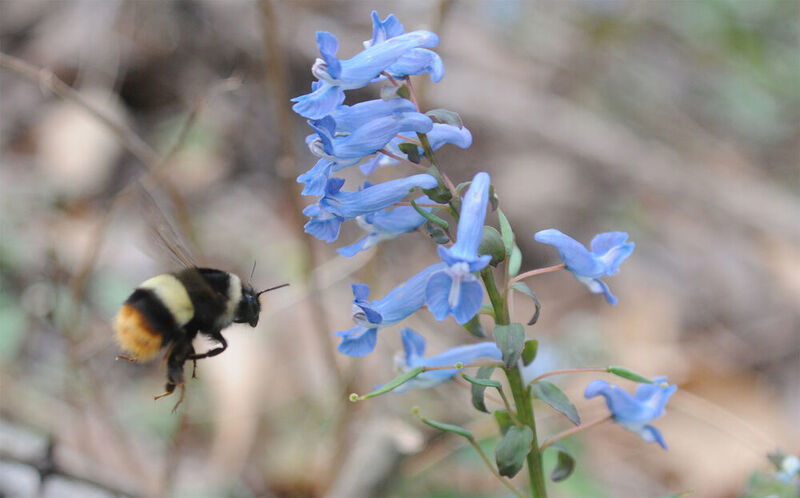 A bumblebee visits Corydalis ambigua after overwintering. Photo taken by Yuimi Hirabayashi. (Bihoro Museum)