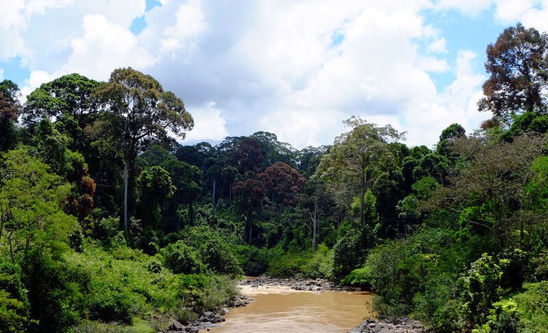 Danum-Fluss in Sabah, Malaysia, Borneo. Die farbigen Bäume blühen gerade. Die Blüte von tropischen Bäumen wird oft durch Dürreperioden ausgelöst. Dürreperioden, Blüte und Erholung sind in tropischen Systemen eng miteinander verzahnt. (Bild: Michael O'Brien/UZH)