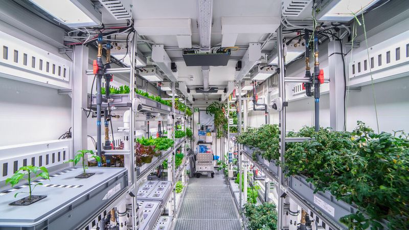Das Gewächshaus misst nur 12,5 m² – der Ertrag ist erstaunlich: 268 kg Nahrung gedeihten hier innerhalb von neuneinhalb Monaten. (DLR)