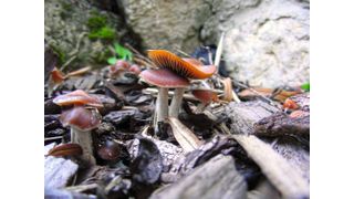 Der bläuende Kahlkopf, Psilocybe cyanescens, reagiert bei Verwundung mit einer blauen Verfärbung. Er trägt die Farbe bereits im Namen. (Dirk Hoffmeister)