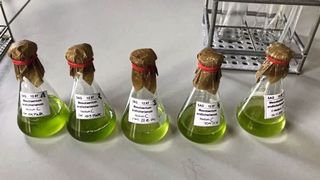 Flüssige Proben von der einzelligen Alge Mesotaenium endlicherianum in einem Laborkolben, die unter sterilen Bedingungen mit frischem Medium kombiniert werden sollen. (Bild: Janine Fürst-Jansen)