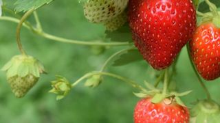 After spraying, the researchers observed the two-week long safety period before planting the strawberry plantlets. (Source: Oliver Hale)