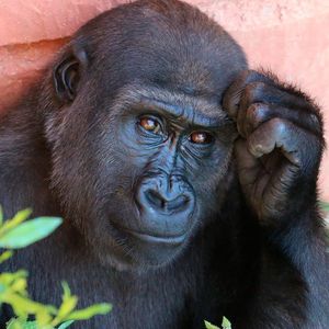 A comparison of historical and modern Grauer’s gorilla genomes show that the decline in population has led to increased inbreeding and a loss of genetic variation.