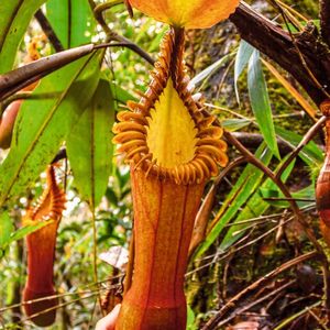Kannenpflanzen der Gattung Nepenthes auf der Insel Borneo(Bild:  Antony van der Ent.)