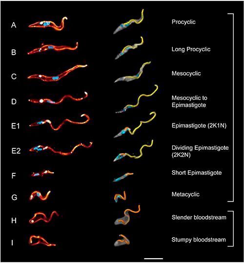 Dreidimensionale Modelle der schwimmenden Entwicklungsstadien der Trypanosomen. Auch die Struktur der Flagellen wurde analysiert. (Lehrstuhl Zoologie I/eLife)
