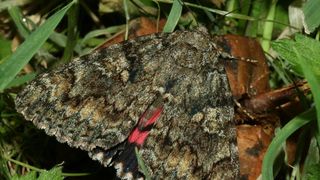 Das Rotes Ordensband (Catocala nupta) - an faulem Obst saugend. Der Nachtfalter erhielt seinen Namen nach der markanten roten Färbung. In der Studie zeigte diese Art keine Variabilität, das heißt die Population schwankte stärker als bei den Arten mit hoher Variabilität in Farbe und Zeichnung. (Bild: Martin Wiemers/ UFZ)