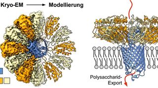 Mittels Kryo-Elektronenmikroskopie konnte die Arbeitsgruppe des Transportkomplexes innerhalb der Zellmembran des Bakteriums rekonstruieren und ermitteln, wie darüber Exportvorgänge stattfinden.  (Bild: HHU / Alexej Kedrov)