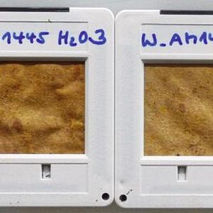 Abb. 4: Beschichtetes Papier (vier  unterschiedliche Schichten appliziert) nach vier Wochen – die drei linken Proben haben sich kaum verändert, bei der Probe ganz rechts sind bereits erste Abbauschäden zu sehen. (Bild:  © Fraunhofer ISC)