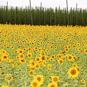Sonnenblumenfeld in voller Blüte(Bild:  K. Baumeister)