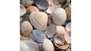 Wie Bäume bilden Muscheln Jahresringe beim Aufbau ihrer Schale. Deren chemische Zusammensetzung spiegelt Umweltfaktoren wider und erlaubt Aussagen über jährliche und sogar saisonale Klimaschwankungen. (gemeinfrei)