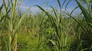Biotreibstoff aus Zuckerrohr ist zwar CO2-neutral, führt aber trotzdem zu Umweltbelastungen. (KIT) (Archiv: Vogel Business Media)