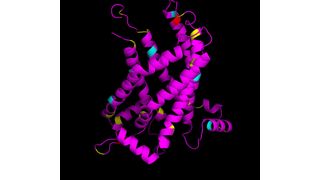 An der 3-D Struktur des Proteins UCP1 können Bindungsstellen für Moleküle gefunden werden. (Bild: Elena Pohl / Vetmeduni Vienna)