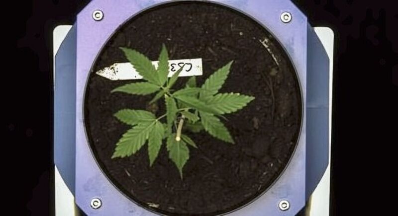 Top view and side view photographs of growing hemp plants can serve to characterize growth performance and phenotypic traits of the plants.  (Lemnatec)