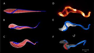 Die Abbildung A zeigt das von den Wissenschaftlern erstellte Computer-Modell des Zellkörpers des Trypanosoms mit dem angehängten Flagellum (blauer Faden). Abbildung B und C sind Schnappschüsse der Schwimmbewegung des Modells. Abbildungen D – F sind Mikroskopieaufnahmen eines realen Trypanosoms während seiner Schwimmbewegung. (Bild: TU Berlin, Universität Würzburg)