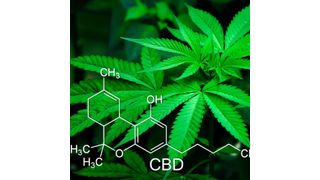 Cannabis sativa as one of the oldest and most versatile cultivated plants has been used by humans for over 5000 years. (Public Domain)