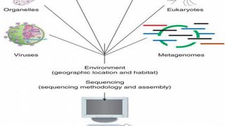 Mit dem Genomstandard lassen sich Daten aus der Umwelt und den Genomen verknüpfen. (Quelle: MPI für Marine Mikrobiologie) (Archiv: Vogel Business Media)