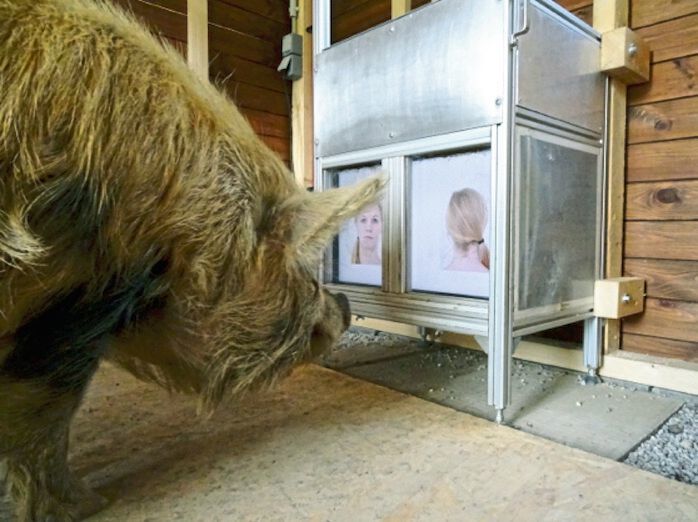 Schweine können sich anhand von bestimmten Merkmalen, wie Nase oder Mund, unser Gesicht einprägen. (Messerli Forschungsinstitut/Vetmeduni Vienna)