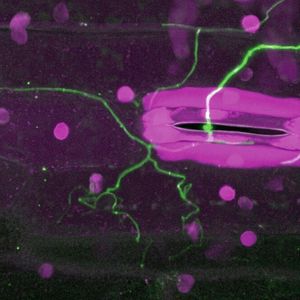 Konfokalmikroskopische Aufnahme von der Infektion einer Weizenpflanze: Der Pilz dringt in die Spaltöffnungen der Blätter ein und kann sich zwischen den Pflanzenzellen ausbreiten.