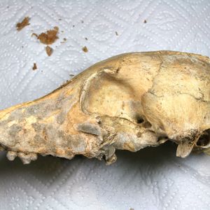 (© Amelie Scheu / Johannes Gutenberg-Universität Mainz)