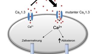 Auswirkungen eines gesteigerten Calcium-Einstroms in Adenom-Zellen: Eine Erhöhung der Calcium-Konzentration steigert die Aldosteronproduktion und das Zellwachstum. (Bild: Forschungszentrum Jülich)