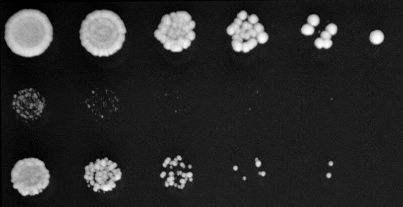 Hefezellen auf einer Agarplatte in Gegenwart eines chemischen Stressors. Mutante Zellen, denen ein Enzym für die Modifizierung von tRNA fehlt (Reihe 2&3) wachsen deutlich langsamer als normale Zellen (Reihe 1). (Bild: MPI f. molekulare Biomedizin/ D. Nedialkova)