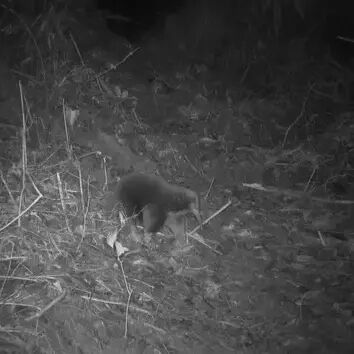 Attenborough's long-beaked echidna, photographed by a camera trap. Attenborough's long-beaked echidna, photographed by a camera trap.