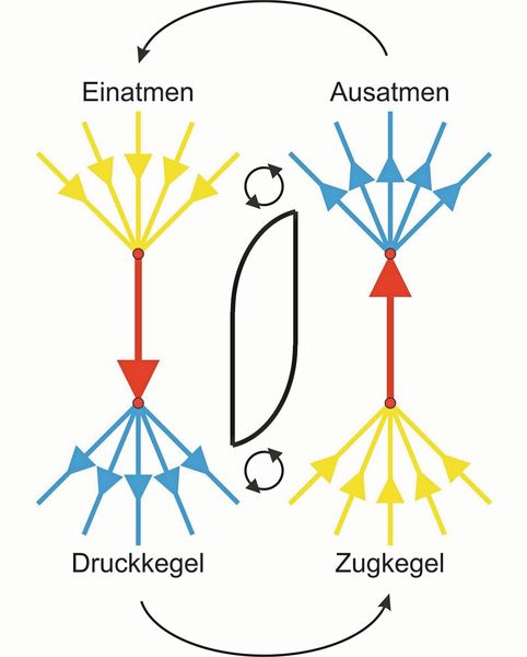 Abb. 2b: Zeichnet man an die Enden der vertikalen schubeinleitenden Kräfte jeweils den Kraftkegel, so erkennt man die auf Ausgleich bedachte Wirkung der Wirbel (unten). Im Druckkegel ist das Material verdichtet, im Zugkegel jedoch ausgedünnt. Die Wirbel rühren nun „ausgeatmetes“ Material aus dem Überfluss des Druckkegels in die materialhungrige Zone des „einatmenden“ Zugkegels. Sie nehmen den Reichen und geben den Armen. Damit werden Spannungen begrenzt und das Versagen verzögert.  (Bild: Mattheck)