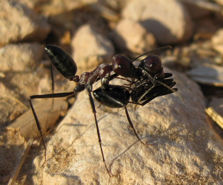 Eine Wüstenameise trägt ihren unter Kopf und Körper eingerollten Nestgenossen durch die Sahara. (Institut für Neurobiologie)
