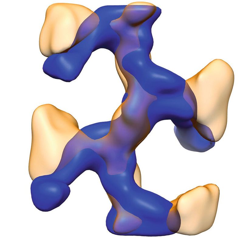 Das Uromodulin ordnet sich zu leiterartigen Filamenten (blau). Jede Sprosse entspricht einem Proteinmolekül. In orange ist außerdem das gebundene E. coli-​Protein FimH sichtbar, das die Spitze der Bakterien-​Pili bildet.