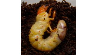 Die Larve des Maikäfers (Melolontha melolontha) wird als Engerling bezeichnet. Sie verbringt mindestens drei Jahre unter der Erde, wo sie sich von Pflanzenwurzeln ernährt. (Bild: © Marc Beringer, Institut für Pflanzenwissenschaften, Universität Bern, Schweiz)