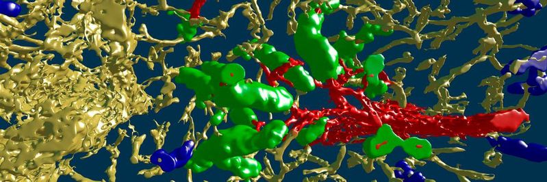 Mit einem VR-Headset kann man jetzt die Blutgefäße der Milz virtuell erkunden. Basis dafür sind  dreidimensionale Modelle.(Bild:  Universität Marburg)