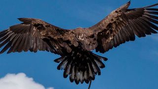 Die Federstruktur und der Knochenbau von Vögeln könnte in Zukunft als biomimetisches Vorbild für neue Haftstrukturen und Flugobjekte genutzt werden. (Bild: P. Herbeck-Engel, INM)