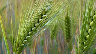 Afb. 1: Bepaalde bestanddelen van gerstkorrels kunnen verschillende aandoeningen veroorzaken, zoals allergieën, coeliakie en niet-coeliakie-tarwegevoeligheid (NCWS). (Afbeelding: ©BORIS - stock.adobe.com)