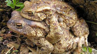 Ein Erdkrötenmännchen (oben) umklammert das größere Weibchen. (Bild: Attila Hettyey)