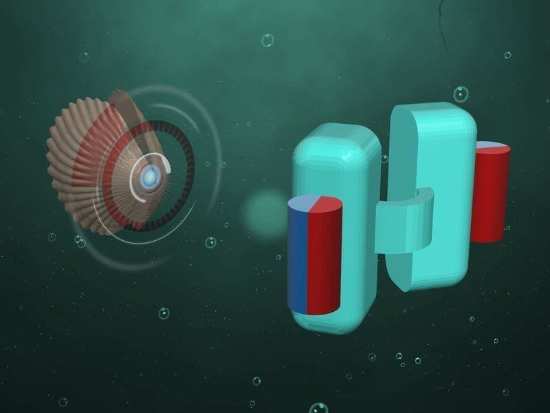 Mikroschwimmer in Muschelform: Nach dem Vorbild der Schalentiere hat ein Team um Stuttgarter Max-Planck-Forscher ein winziges U-Boot konstruiert, das rechts schematisch gezeigt ist. Mithilfe kleiner Magnete, die hier als rot-blaue Zylinder dargestellt sind, lassen sich die beiden Hälften des Schwimmkörpers öffnen und schließen. (Bild: Alejandro Posada/ MPI für Intelligente Systeme)