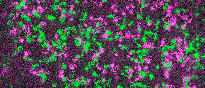 Rezeptoren (grün) und G-Proteine (magenta) wandern über die Oberfläche einer lebenden Zelle, bevor sie an sogenannten „Hot Spots“ auf der Zellmembran aufeinander treffen. (AG Calebiro)