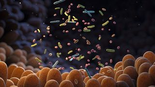 Die Gemeinschaft verschiedener Mikroben im Darm, das so genannte Darmmikrobiom, ist zentral für die Gesundheit des Menschen und daher Gegenstand intensiver Forschung. (Bild: © Tatiana Shepeleva - stock.adobe.com)