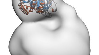 Seitenansicht des menschlichen Transporter-Helferprotein-Komplexes. Das Helferprotein ist bunt dargestellt. (Bild: Dimitrios Fotiadis, NFS TransCure, Universität Bern)