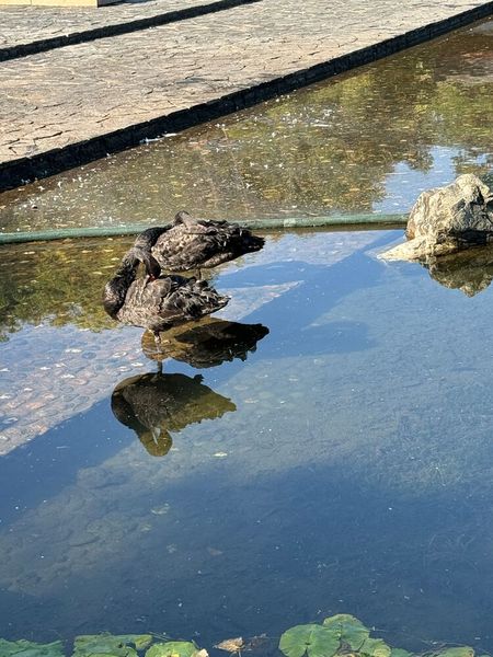 Der schwarze Schwan steht für unvohergesehene Ereignisse, die einen immer überraschen können. (Bild: Vogel IT-Medien GmbH)