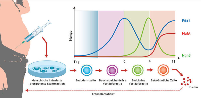 Die Reifung von induzierten pluripotenten Stammzellen in Beta-ähnliche Zellen hängt wesentlich vom Verlauf der drei Wachstumsfaktoren Pdx1, MafA und Ngn3 ab. (Grafik: ETH Zürich)