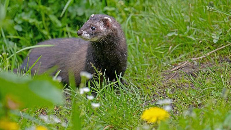 Marder sind bei Autofahrern gefürchtet: Im vergangenen Jahr gab es zehn Prozent mehr Schadensfälle an den Fahrzeugen durch Tierbisse.(Bild:  frei lizenziert /  Pixabay)