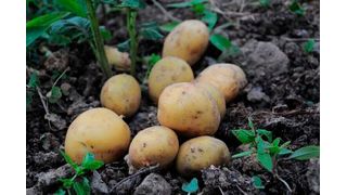 Avoiding animal products; eating foods like potatoes and refined grains, which are defined as “unhealthy” by the plant-based diet index; and avoiding added oils and nuts, which are defined as “healthy” by the plant-based diet index, all contributed to weight loss. (Source: Pixabay)