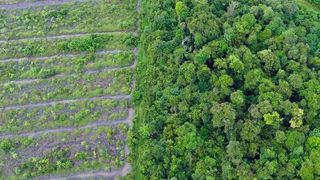 Der Bund sagt, dass rund 20 Prozent der Treibhausgas-Emissionen durch Regenwaldabholzung entstehen. Kann es sein, dass wir mit Kunststoffverboten und dem daraus folgenden Papierprodukte-Trend was übersehen? Das fragt zumindest die Academic Society aus Hamburg. (Friends of the Earth Indonesia)